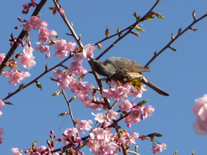 20100305P1030137a.jpg