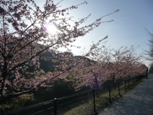 20100305P1030126.JPG