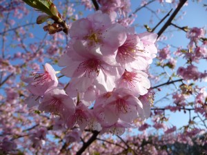 20100305P1030130.JPG