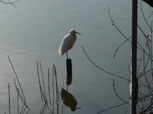 20100305P1030131.JPG