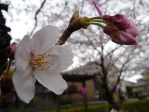 20100404P1040510.JPG