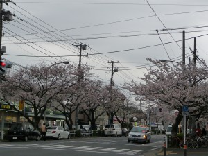 20100404P1040521.JPG