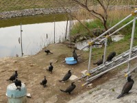 20100414P1050135.JPG