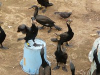 20100414P1050160.JPG