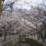 行徳の桜はもうすぐ満開(2006年)