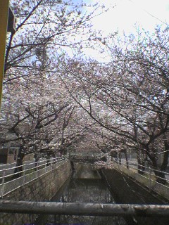 行徳の桜はもうすぐ満開(2006年)