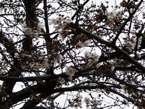 桜はこれから(2009年3月25日・行徳駅前公園)
