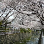 行徳・中江川の桜(2009年4月6日)