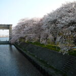 江戸川水門の桜(2009年4月8日)