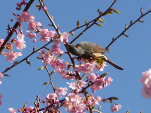 行徳野鳥観察舎の河津桜(2010年)