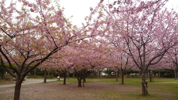 高洲中央公園の河津桜