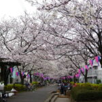 南行徳と浦安の桜(2010年4月4日)