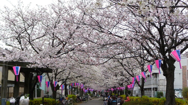 南行徳と浦安の桜(2010年4月4日)