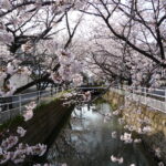 行徳の桜：中江川沿いと野鳥観察舎(2010年4月6日)