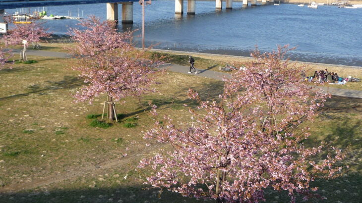 河津桜の季節です～江戸川河川敷編