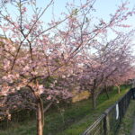 河津桜の季節です～行徳野鳥観察舎編