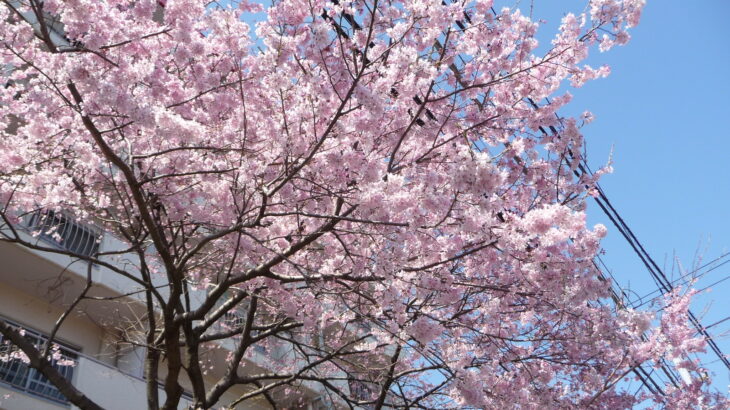 行徳で福島県三春町の滝桜を想う