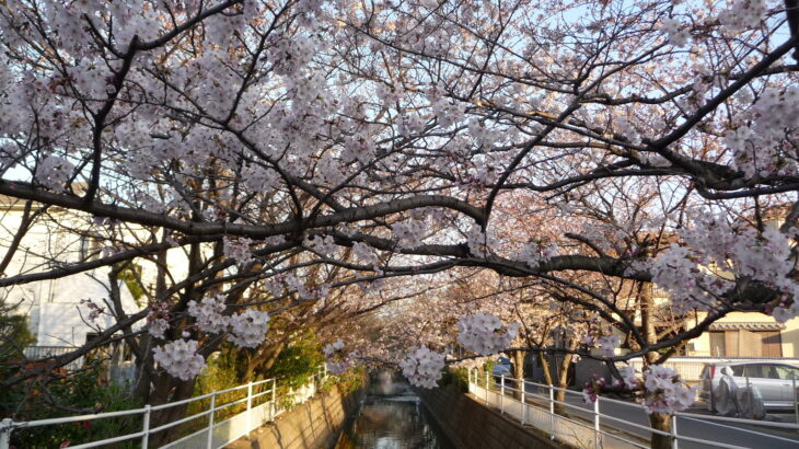 行徳の桜は今が見頃です｜中江川･行徳駅前公園