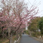 行徳野鳥観察舎の河津桜は…？