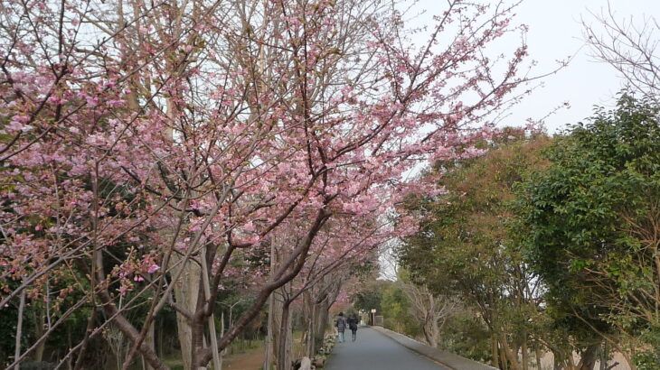 行徳野鳥観察舎の河津桜は…？