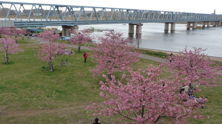 江戸川放水路の河津桜が見ごろです！