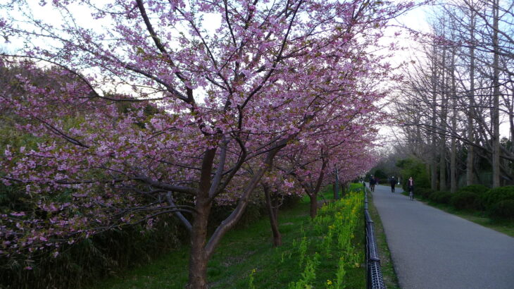 行徳野鳥観察舎の河津桜も見ごろです！
