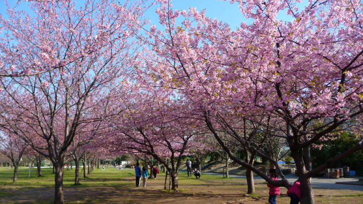 高洲中央公園の河津桜