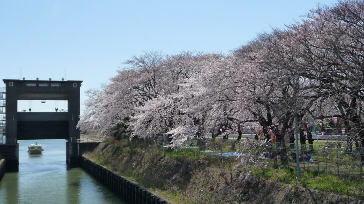 江戸川水門の桜(2012年)