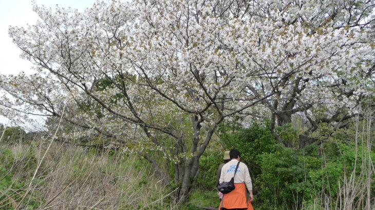 桜の花の観察会＠行徳野鳥観察舎