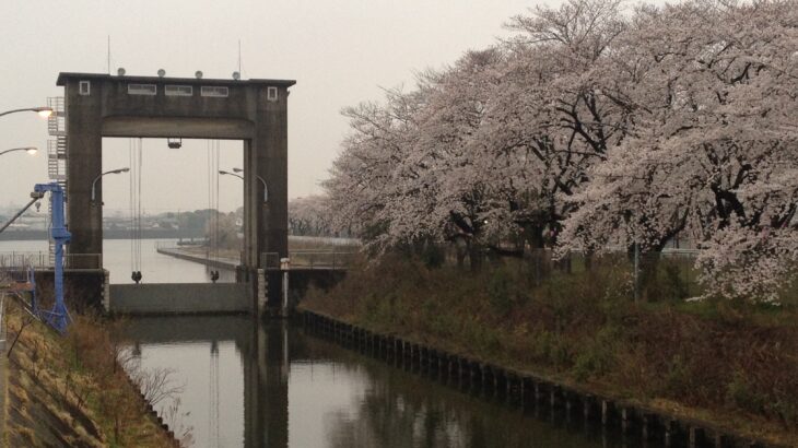 駆け足桜前線@江戸川水門の桜(3/27現在)