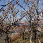 広尾防災公園の梅並木