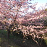 春近し、行徳野鳥観察舎の河津桜