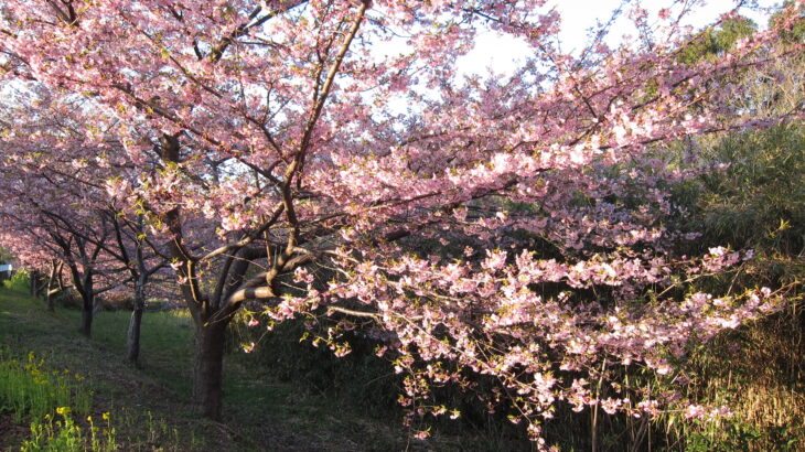 春近し、行徳野鳥観察舎の河津桜(2014年)