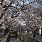 小川に桜のトンネル・中江川の桜