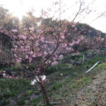 春はゆっくり少しずつ、行徳野鳥観察舎の河津桜咲き始め