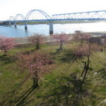 江戸川河川敷の河津桜はうっすらと