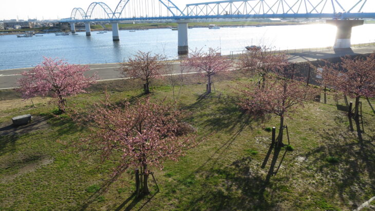 江戸川河川敷の河津桜はうっすらと