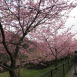 行徳野鳥観察舎の河津桜、満開です！