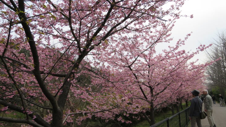 行徳野鳥観察舎の河津桜、満開です！(2015年)