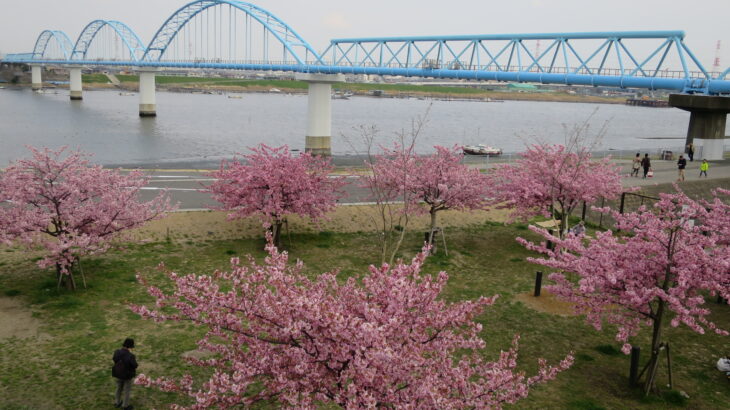 河原に春がやってきた！江戸川河川敷の河津桜(2015年)