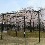見頃は短しうつくしき　原木山妙行寺のしだれ桜
