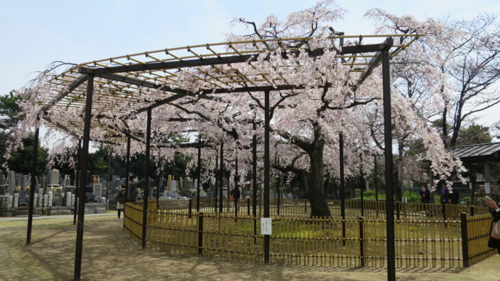 見頃は短しうつくしき　原木山妙行寺のしだれ桜