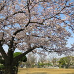 春たけなわの行徳桜レポート(駅前公園・中江川2015年)