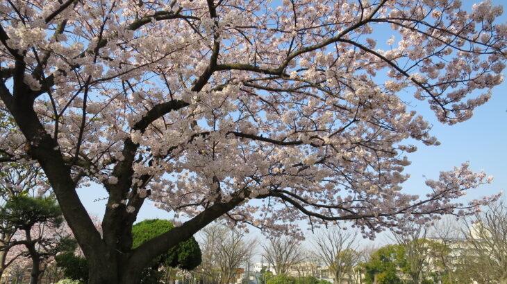 春たけなわの行徳桜レポート(駅前公園・中江川)