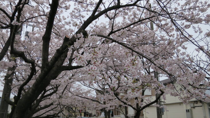 桜咲く週末ラストスパート(中江川・行徳野鳥観察舎･猫実川)
