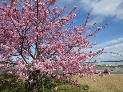 暖冬で見頃はちょっと早め、江戸川河川敷の河津桜