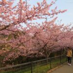 休館中にも季節は移り、行徳野鳥観察舎の河津桜