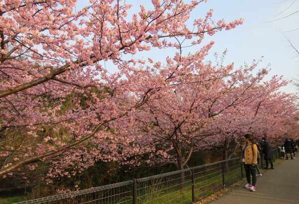 休館中にも季節は移り、行徳野鳥観察舎の河津桜(2016年)