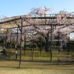 今が旬です・原木山妙行寺のしだれ桜