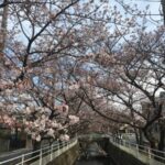 弥生終わりの中江川　桜の咲きはいかほどに(2016年)